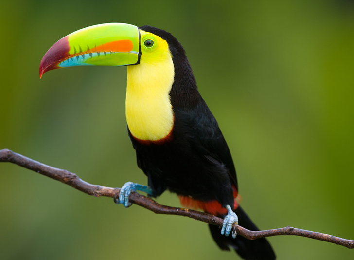 Costa_Rica_Toucan_lg-1.jpg