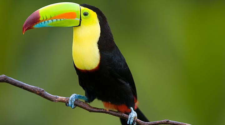 Toucan.jpg