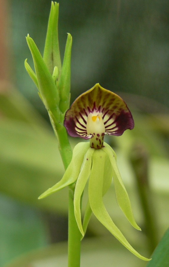 black-orchid-3.jpg
