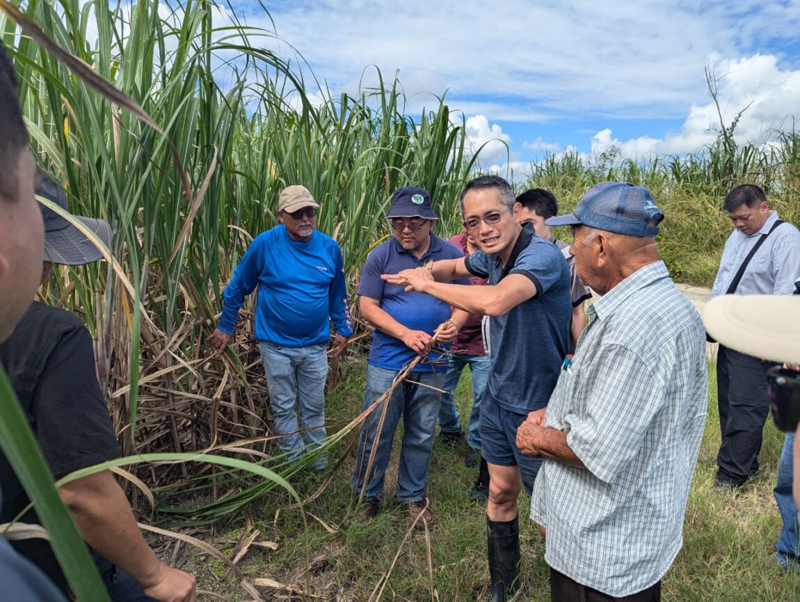 Sugarcane-Wilt-4.jpeg