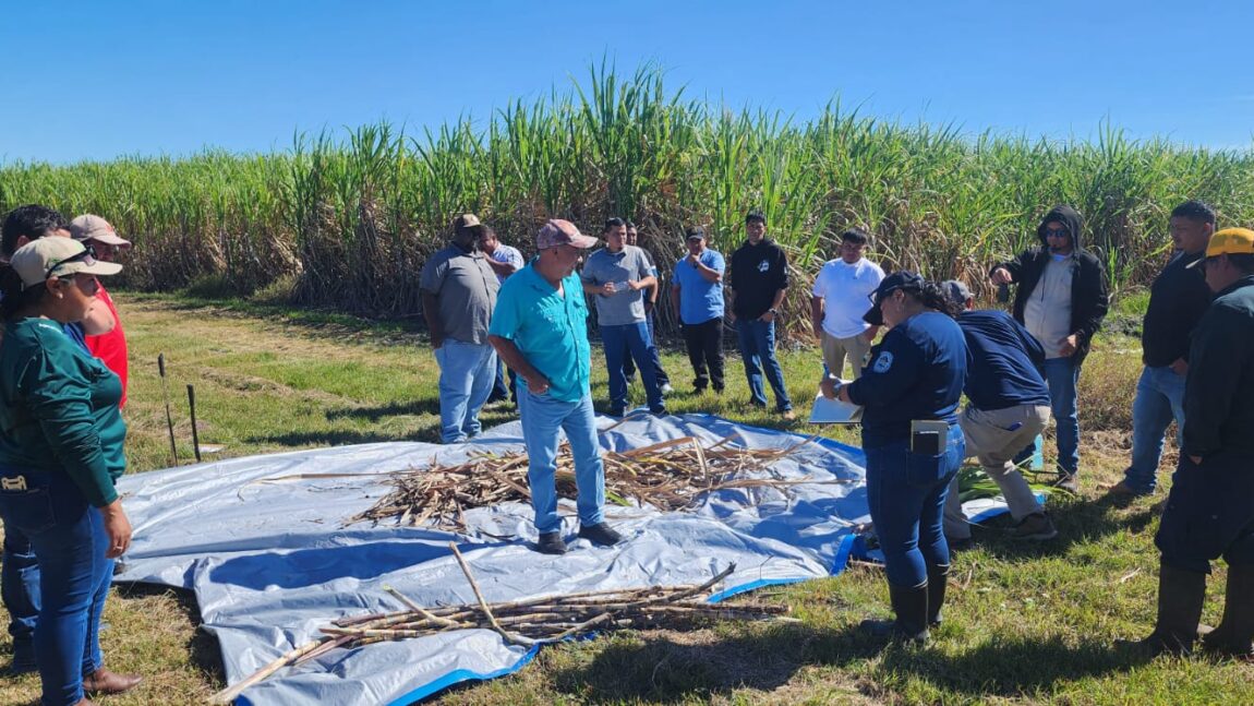 Belize Advances Climate-Smart Farming with Nuclear Techniques in Agriculture