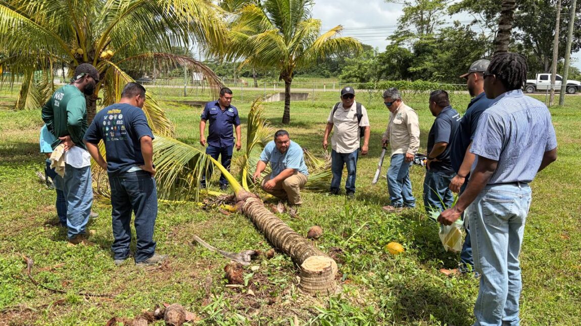 Ministry of Agriculture, Food Security and New Growth Industries Hosts FAO Training on Coconut Pest and Disease Management
