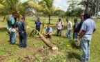 Ministry of Agriculture, Food Security and New Growth Industries Hosts FAO Training on Coconut Pest and Disease Management