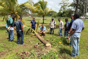 Ministry of Agriculture, Food Security and New Growth Industries Hosts FAO Training on Coconut Pest and Disease Management