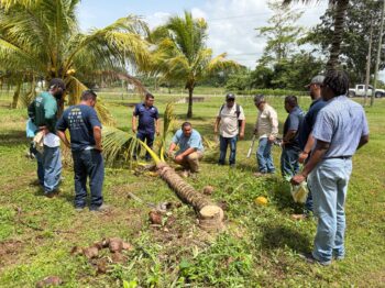 Ministry of Agriculture, Food Security and New Growth Industries Hosts FAO Training on Coconut Pest and Disease Management